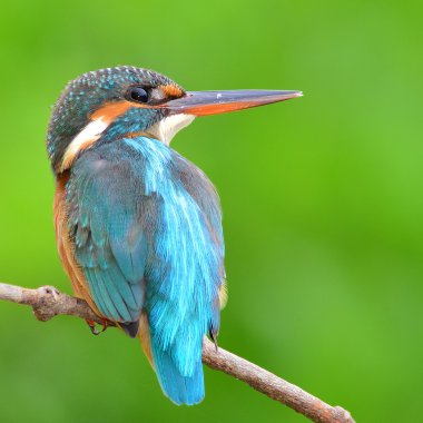 Kingfisher