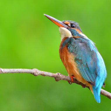Kingfisher