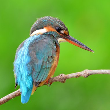 Kingfisher