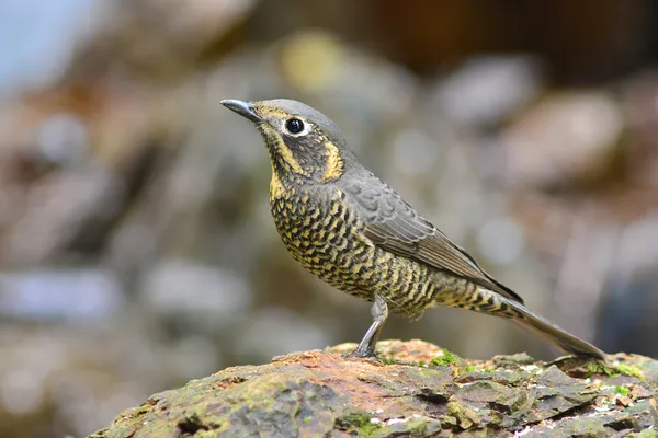 Kastanje-bellied rock-lijster vogel — Stockfoto