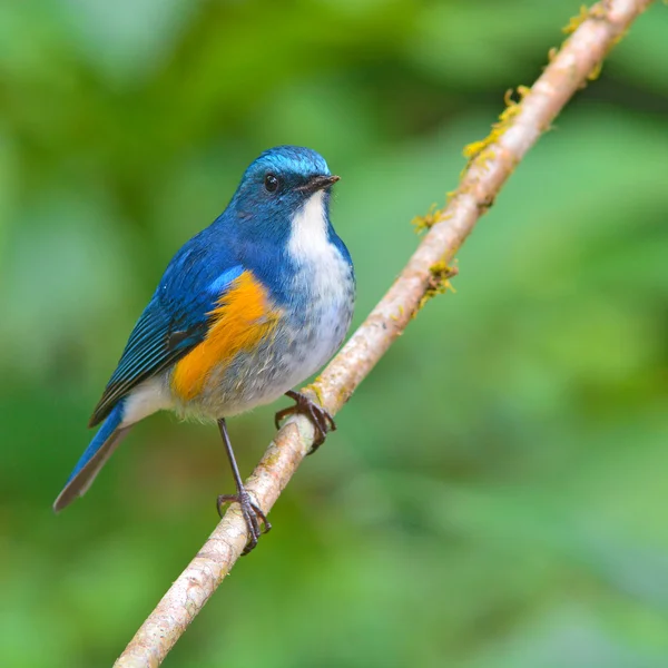 Oranžově lemovaný bush robin pták — Stock fotografie