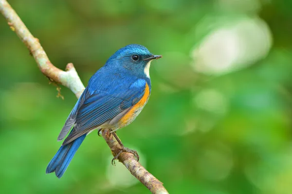 Oranje-geflankeerd bush robin vogel — Stockfoto