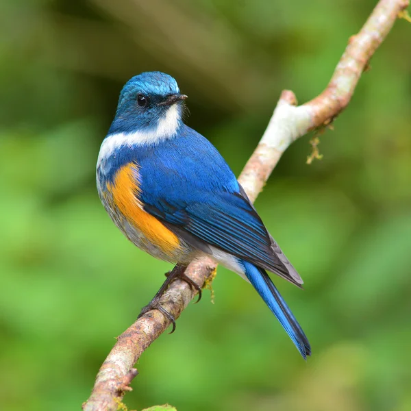 Turuncu çevrili bush robin kuş — Stok fotoğraf