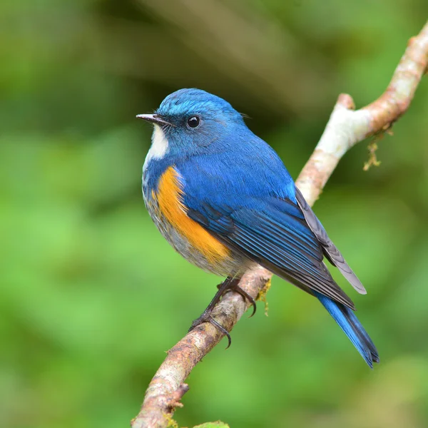 Oranje-geflankeerd bush robin vogel — Stockfoto