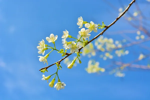 Mooie witte bloem — Stockfoto