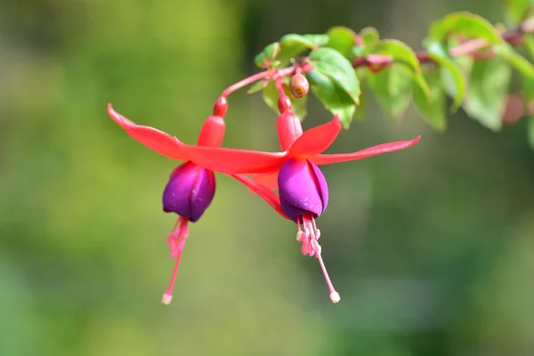 Fuchsia Flores — Fotografia de Stock
