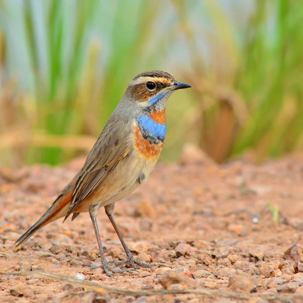 オガワコマドリの鳥 — ストック写真