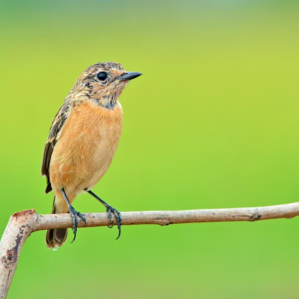 Uccello di Stonchat — Foto Stock