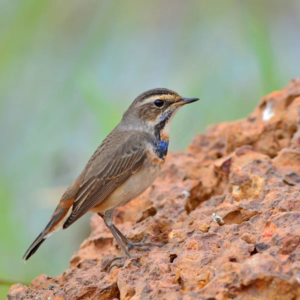 Bluethroat Bird — Stock Photo, Image