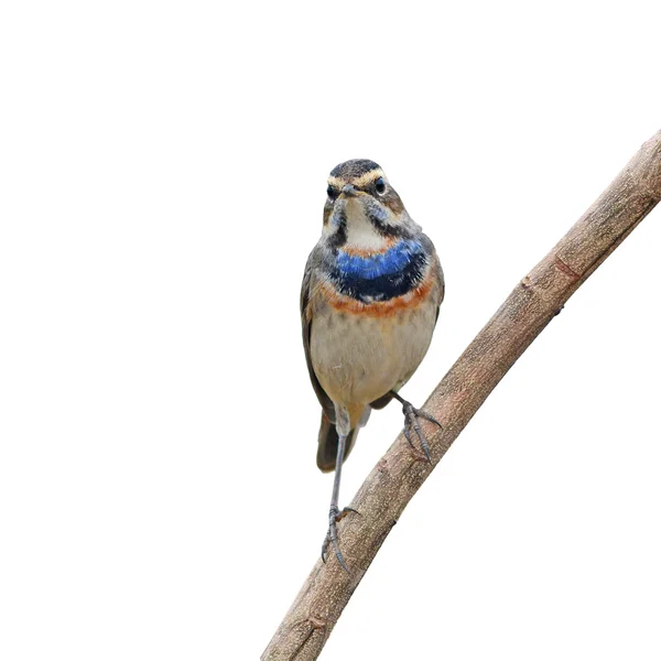 Pájaro zorzal azul —  Fotos de Stock