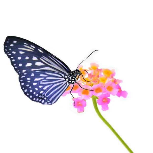 Πεταλούδα στο λουλούδι — Φωτογραφία Αρχείου