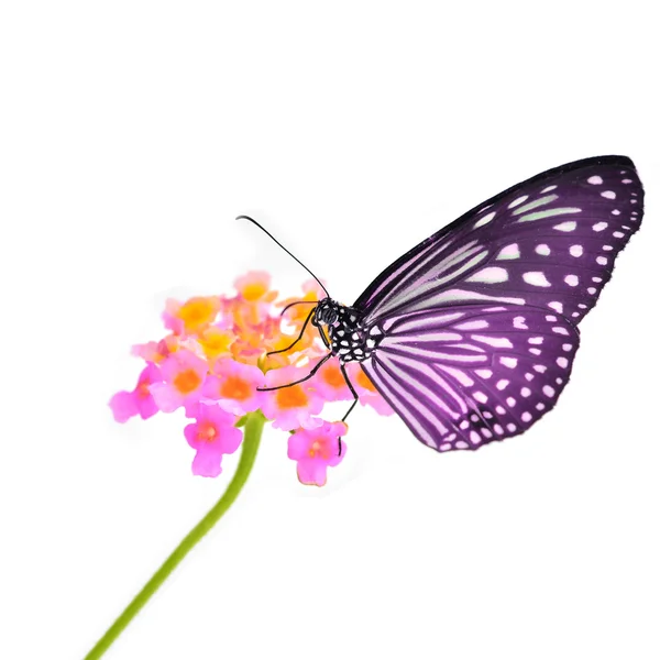 Pillangó a virágok — Stock Fotó