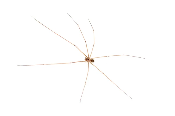 Hnědé samotář spider — Stock fotografie