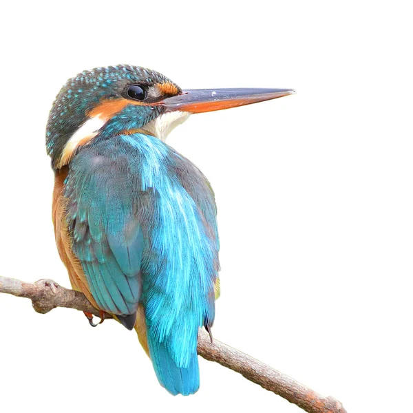 Kingfisher — Stock Photo, Image