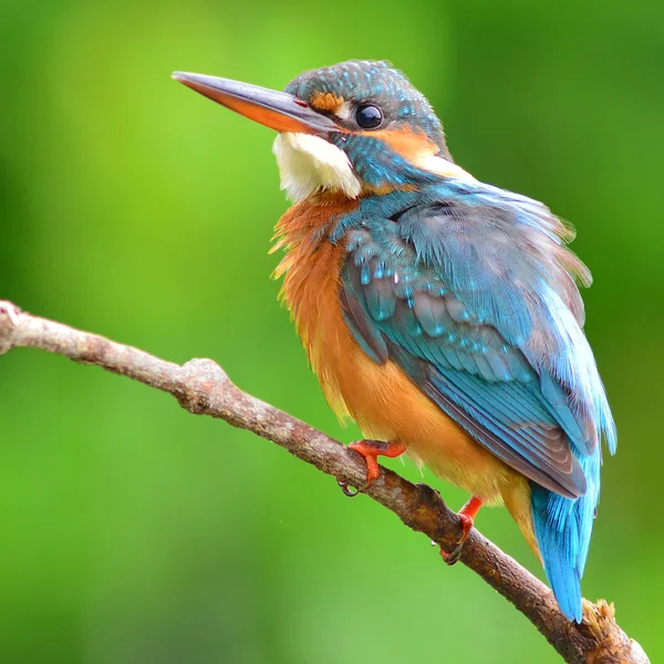 Rei-pescador — Fotografia de Stock