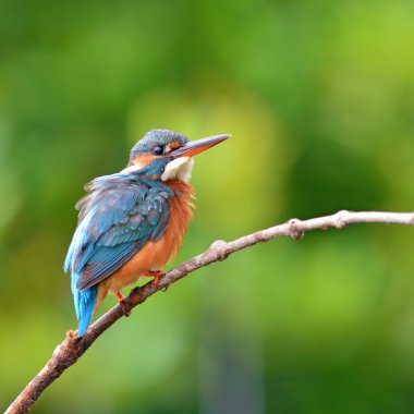 Kingfisher