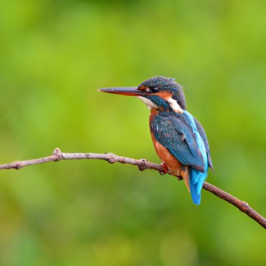 Kingfisher