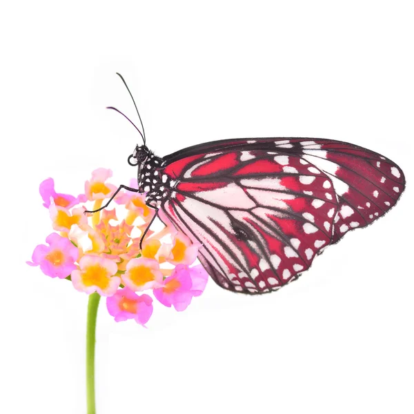 Red butterfly — Stock Photo, Image