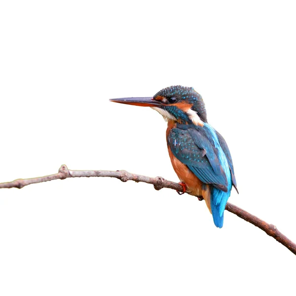 Kingfisher — Stok fotoğraf