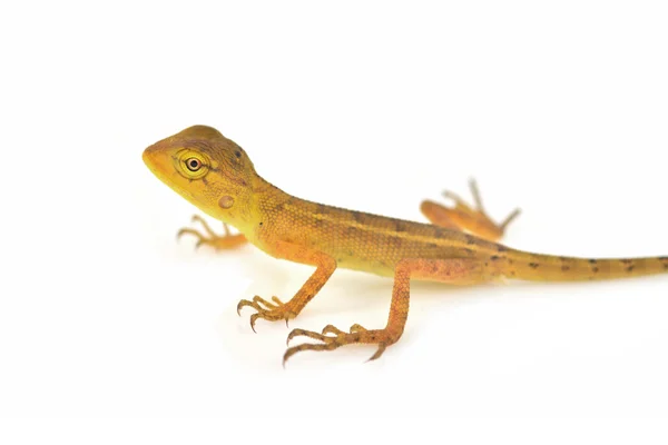 Yellow Lizard — Stock Photo, Image