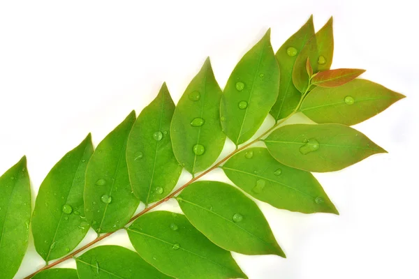 Star gooseberry leaf — Stock Photo, Image