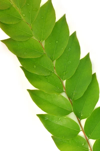 Star gooseberry leaf — Stock Photo, Image
