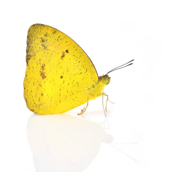 Жовтий метелик — стокове фото