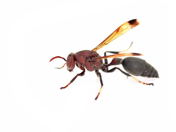 Wasp — Stockfoto