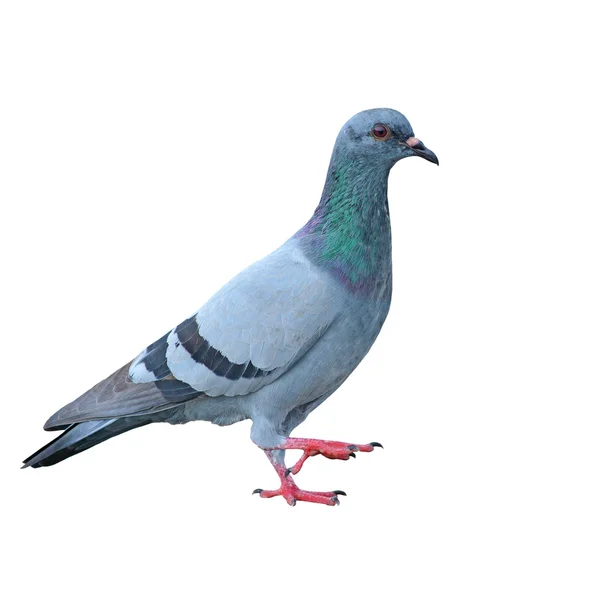 Pigeon — Photo