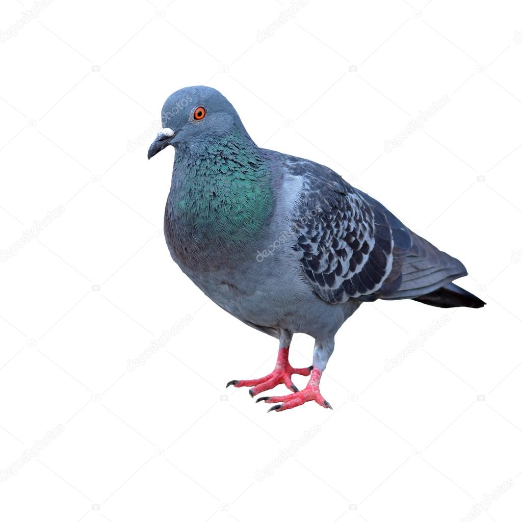 Imperial Pigeon All Grey Pigeon Pigeon — Stock Photo © Thawats