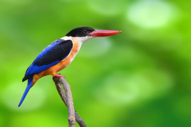 Siyah şapkalı kingfisher kuş
