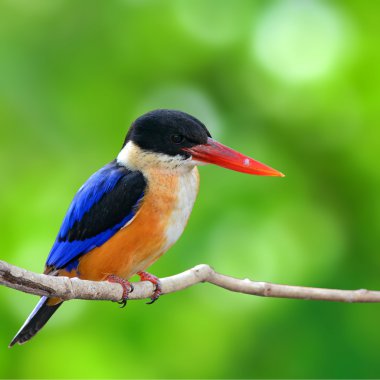 Siyah şapkalı kingfisher kuş