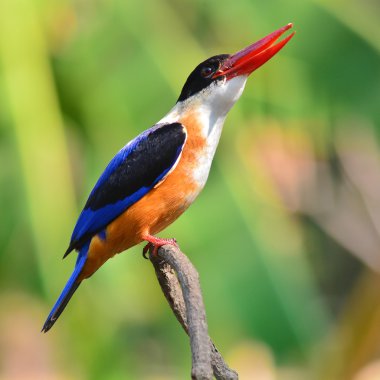 Siyah şapkalı kingfisher kuş