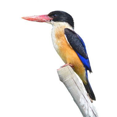 Siyah şapkalı kingfisher kuş