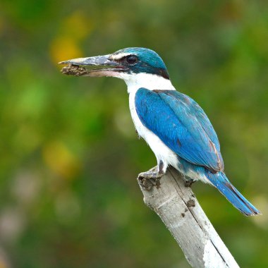 yakalı kingfisher kuş