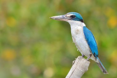 yakalı kingfisher kuş