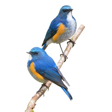 Himalaya bluetail kuş