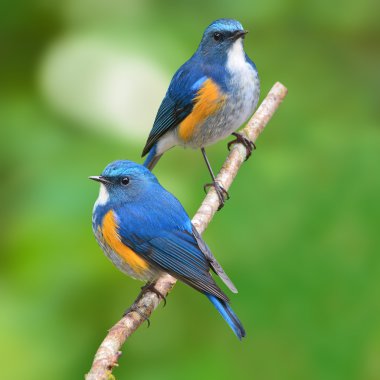 Himalaya bluetail kuş