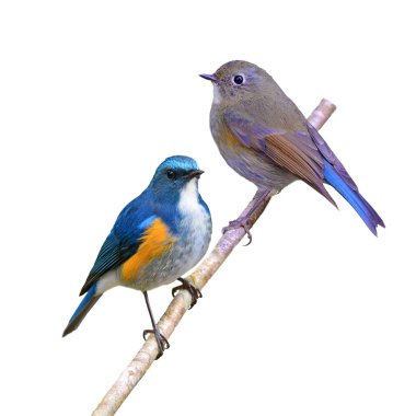 Himalaya bluetail kuş