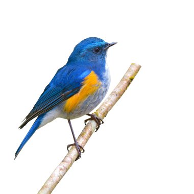 Himalaya bluetail kuş