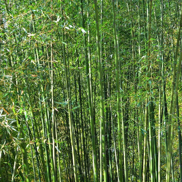 Bamboe bomen — Stockfoto