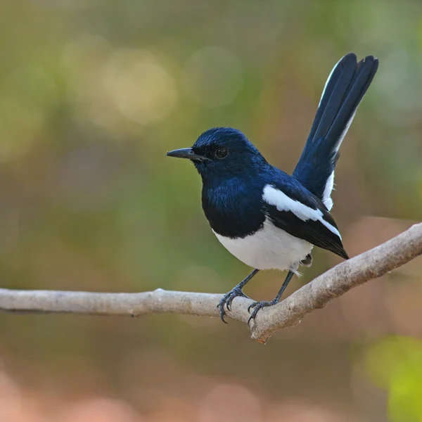 Orientaliska magpie robin fågel — Stockfoto