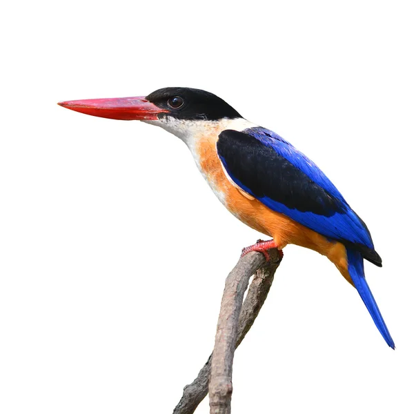 Μαύρο προσαρμοσμένες kingfisher πουλί — Φωτογραφία Αρχείου
