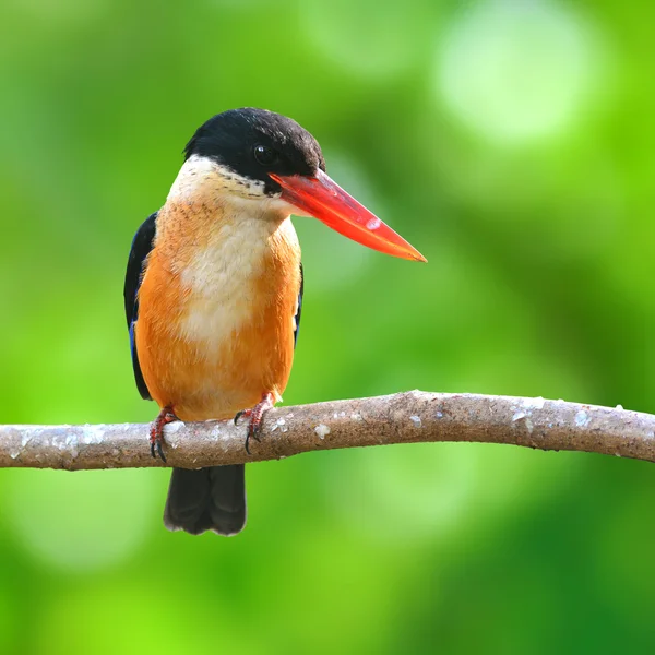 Uccello martin pescatore dal cappuccio nero — Foto Stock