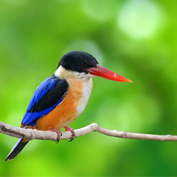Black-capped Kingfisher Bird — Stock Photo, Image