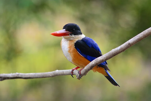 Pássaro Kingfisher de capa preta — Fotografia de Stock