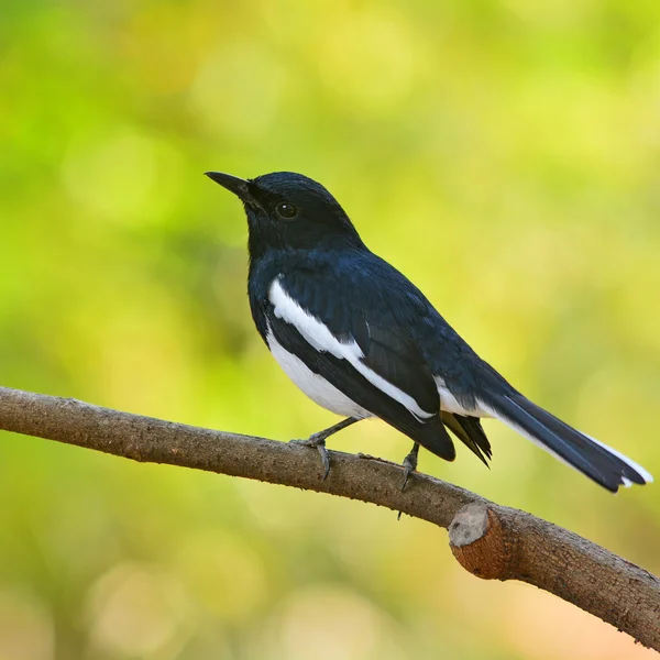 Oriental Magpie Robin pássaro — Fotografia de Stock