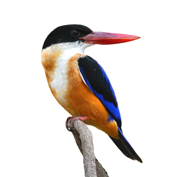 Siyah şapkalı kingfisher kuş — Stok fotoğraf