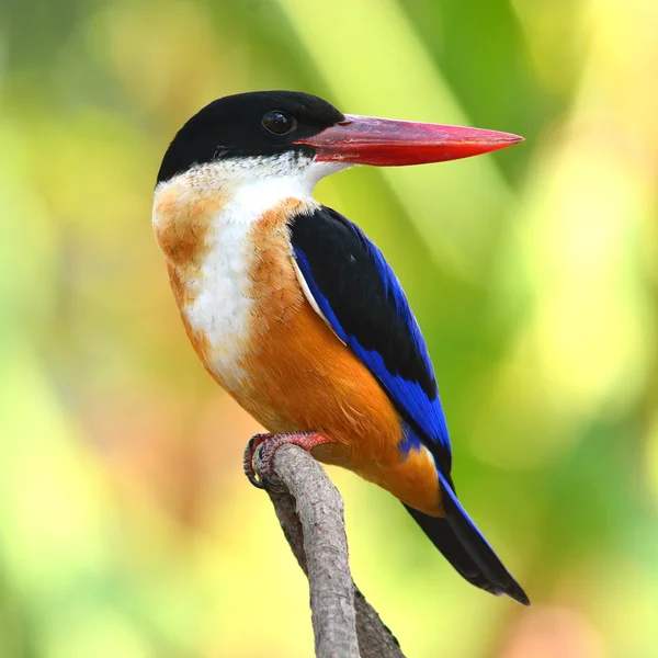 Black-capped Kingfisher bird — Stock Photo, Image