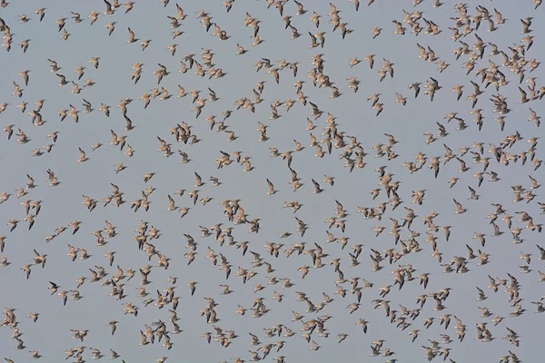 Bird flying — Stock Photo, Image